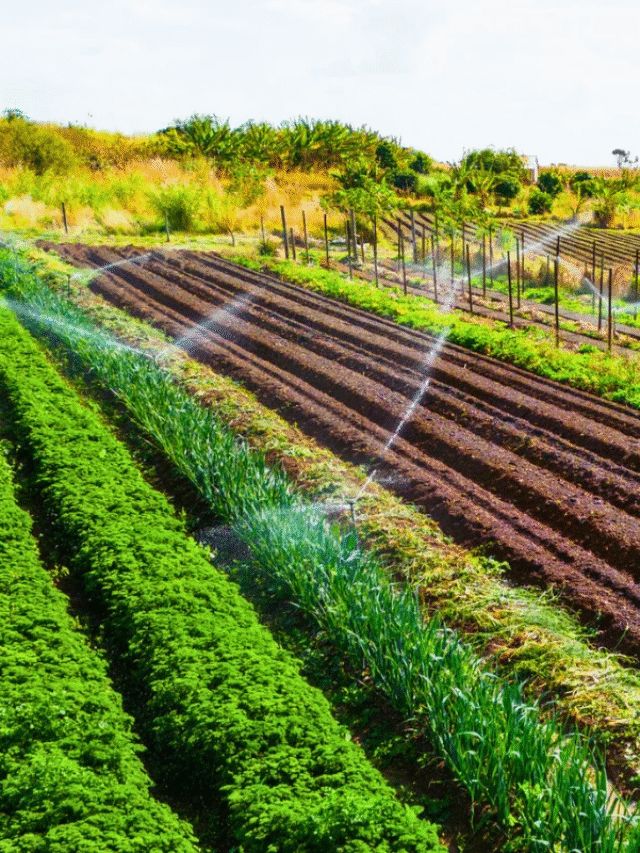 Microclima: O segredo do sucesso no campo